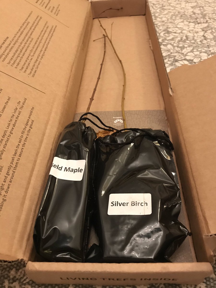 BenceTra's tweet photo. A Field Maple 🌱 and a Silver Birch 🌱 waiting patiently to be planted tomorrow by @BenceTra residents 🌳🌳 #deptford #se8 #pepysestate thank you @TCVtweets #PlantATree #nationaltreeweek @WoodlandTrust @MayorofLondon @LDN_environment @LDN_gov https://t.co/kVN39uotVD