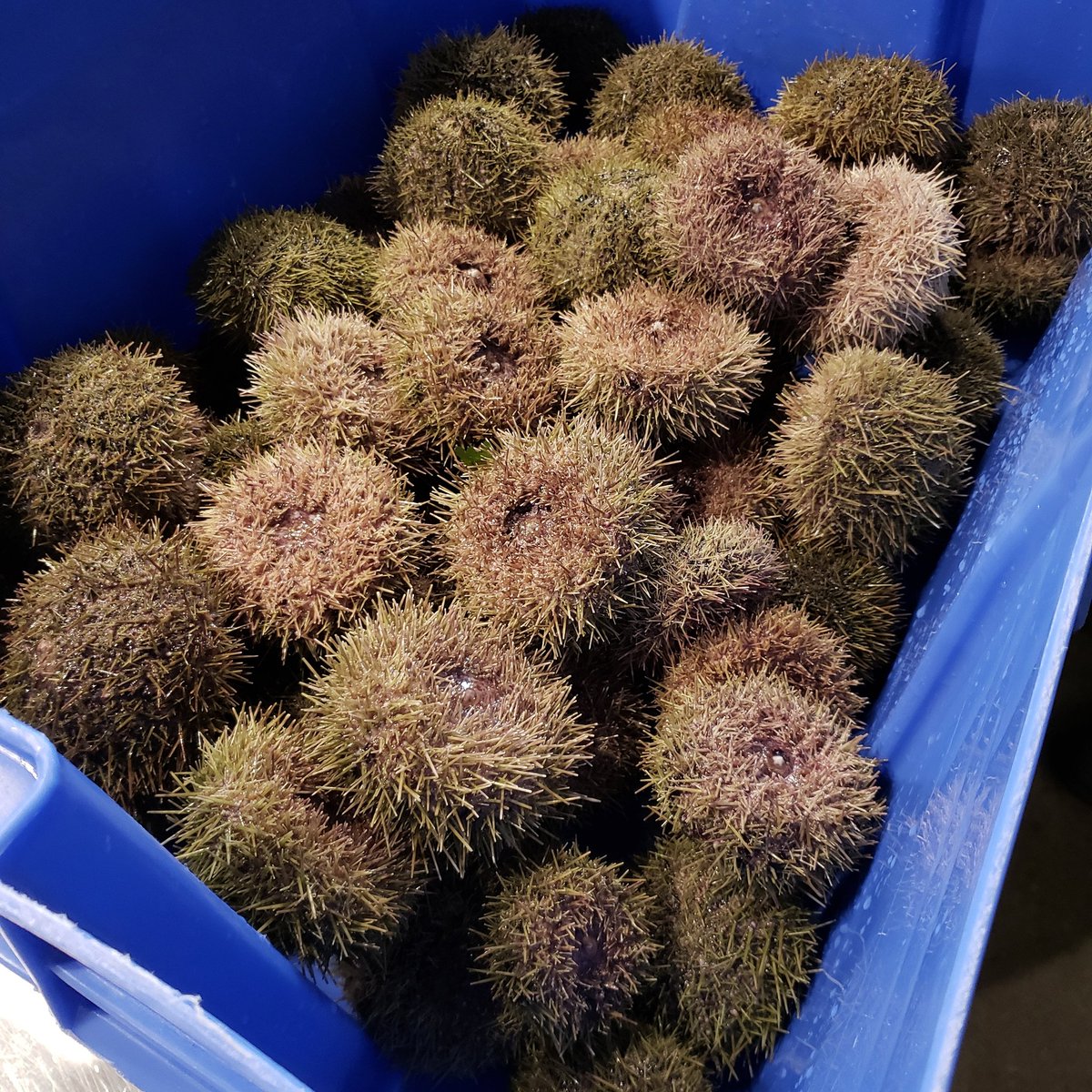 Hanksvic's tweet image. Pretty damn special.  Live urchin on the menu this week thanks to our friends at @finestatseavic #urchinsofinstagram #urchin #seaurchin #seafoodsnacks