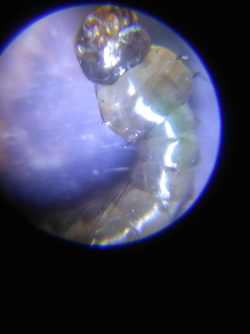 TogoGLOBE's tweet image. #Larves de #Moustiques observées au microscope aujord&apos;hui par nos équipes. Après 4 mues elles deviendront des moustiques qui &quot;se reproduisent dans des eaux stagnantes (mares, flaques d&apos;eau à l&apos;abri du soleil, jouets d&apos;enfants, seaux ou bidons creux, etc)&quot; #GLOBEProgram #TogoGLOBE