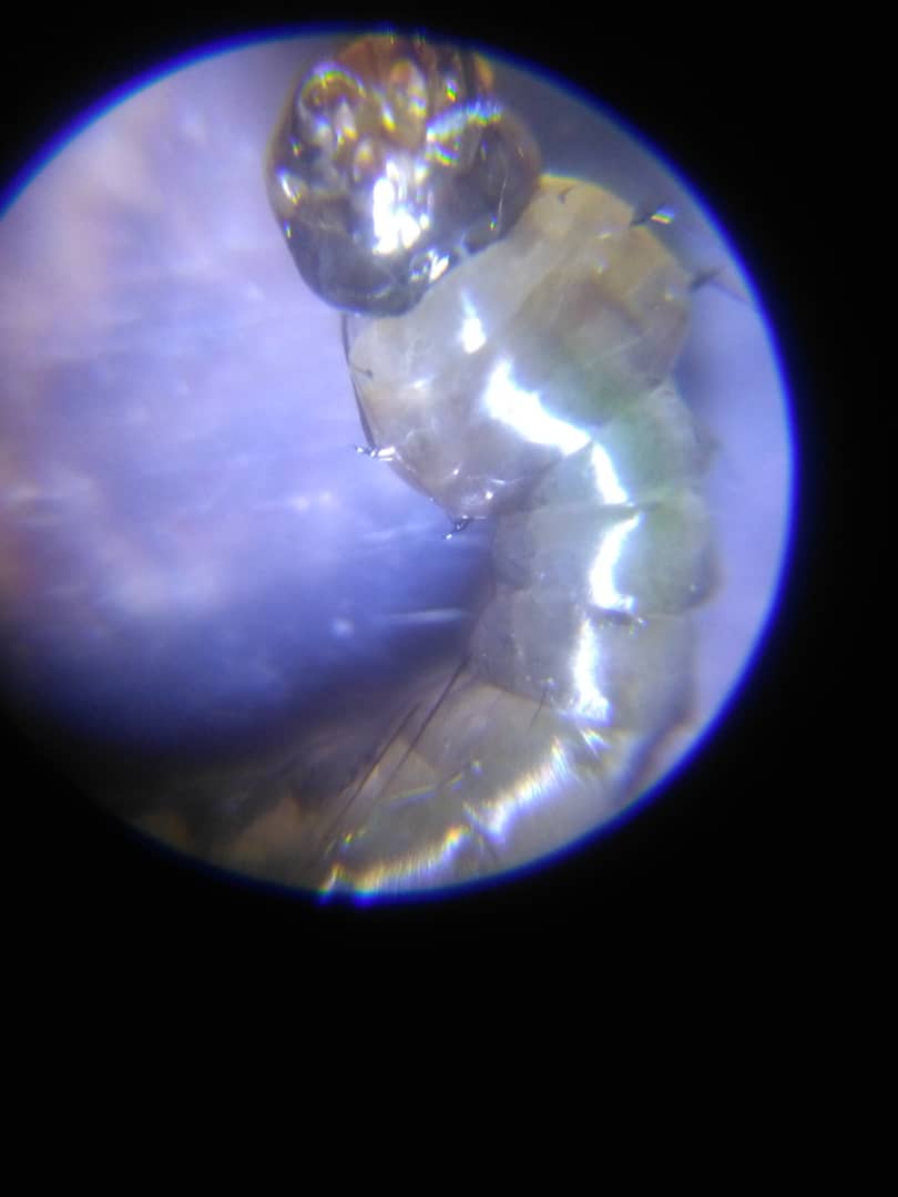 TogoGLOBE's tweet image. #Larves de #Moustiques observées au microscope aujord&apos;hui par nos équipes. Après 4 mues elles deviendront des moustiques qui &quot;se reproduisent dans des eaux stagnantes (mares, flaques d&apos;eau à l&apos;abri du soleil, jouets d&apos;enfants, seaux ou bidons creux, etc)&quot; #GLOBEProgram #TogoGLOBE