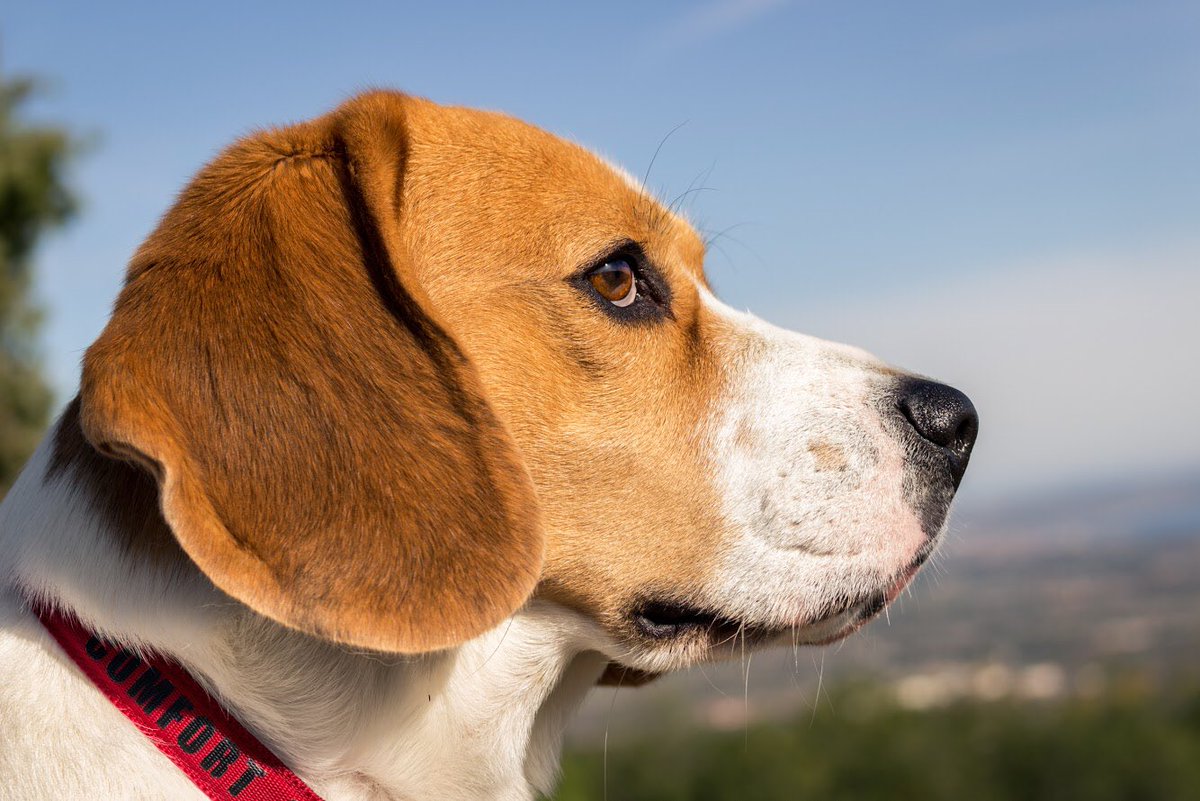 Dobbyelbeagle's tweet photo. Beagle Style 😎

#dobby #dobbyelbeagle #beagle #beaglegram #beagleofinstagram #petagram #perrosdeinstagram #dogphotography #dog #perro #pet #dogoftheday #doglover #petlover #beaglelover #niceday https://t.co/PHBMtn5N2e