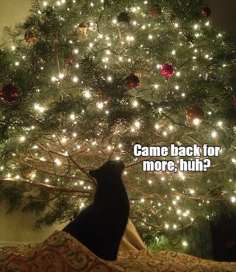 Some trees never learn... #Caturday #CatsAndChristmasTrees