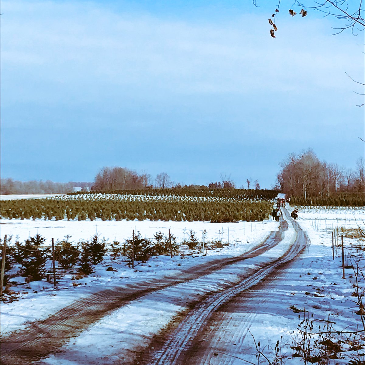 AmandaBernardo's tweet photo. Thanks to #ThomasTreeFarm for helping us find the perfect #Christmas tree! We can’t wait to decorate it! 😍🎄 https://t.co/vGpo0xzhXz