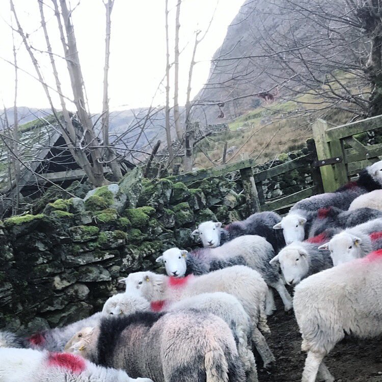 FellsFarmers's tweet photo. Ewes standing by in #Thirlmere 🐑⛰🐑⛰🐑
#lakedistrict #cumbria #alternativerurals https://t.co/nYuEqy6Uam