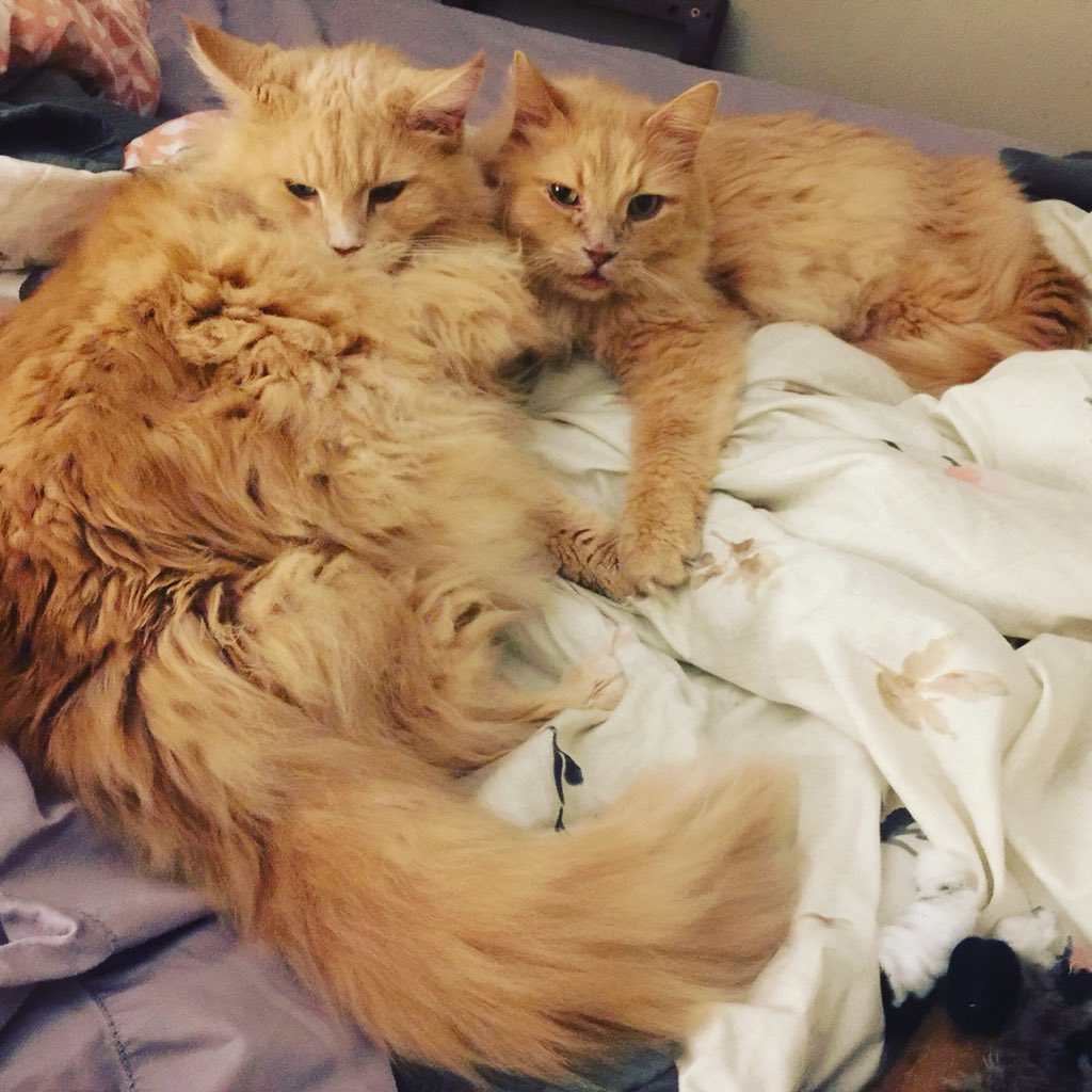 JenTassel's tweet photo. @cantlit And wait, there’s more #catsofcanlit https://t.co/7IYM9QNkN5