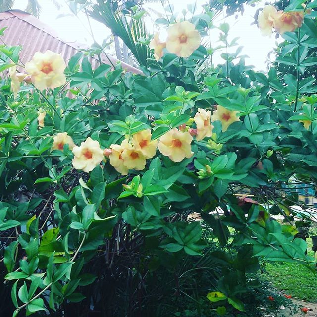 Tomson On Twitter Good Morning Beautiful Yellow Hibiscus