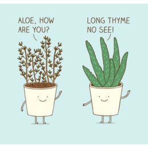 What is worse...the dad joke...or the plant joke?! 🤔.                                                           #howaboutboth #plantjokes #plantobsessed #plantsbylance #livefromforestacres #itssaturdaynight
