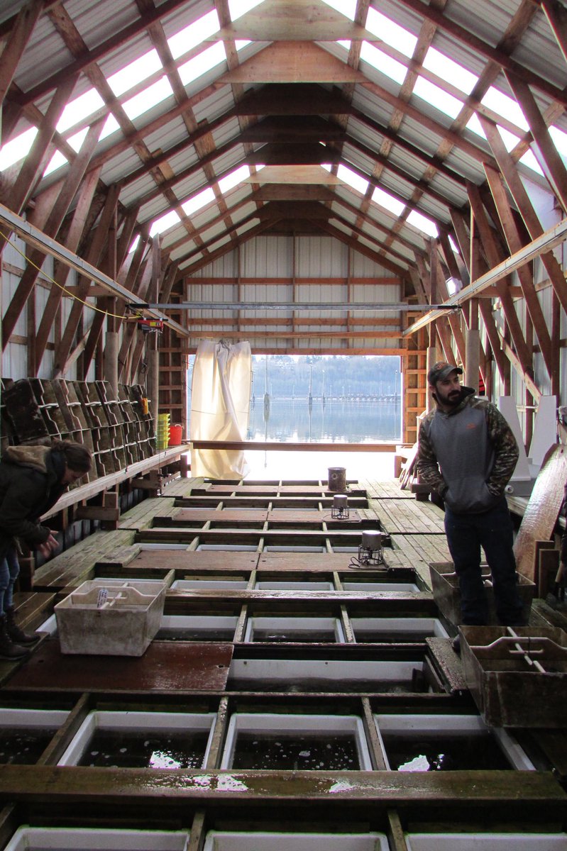 A look at the FLUPSY, our oyster nursery.