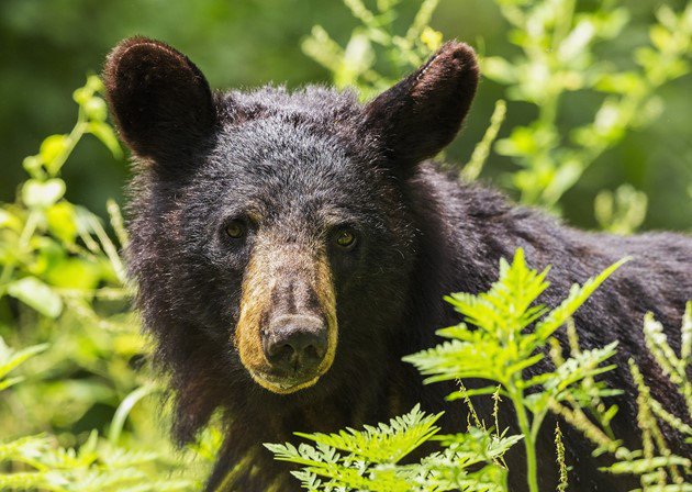 Black bear sighting in Orléans dlvr.it/QsbcPC https://t.co/aU2w52nnP5