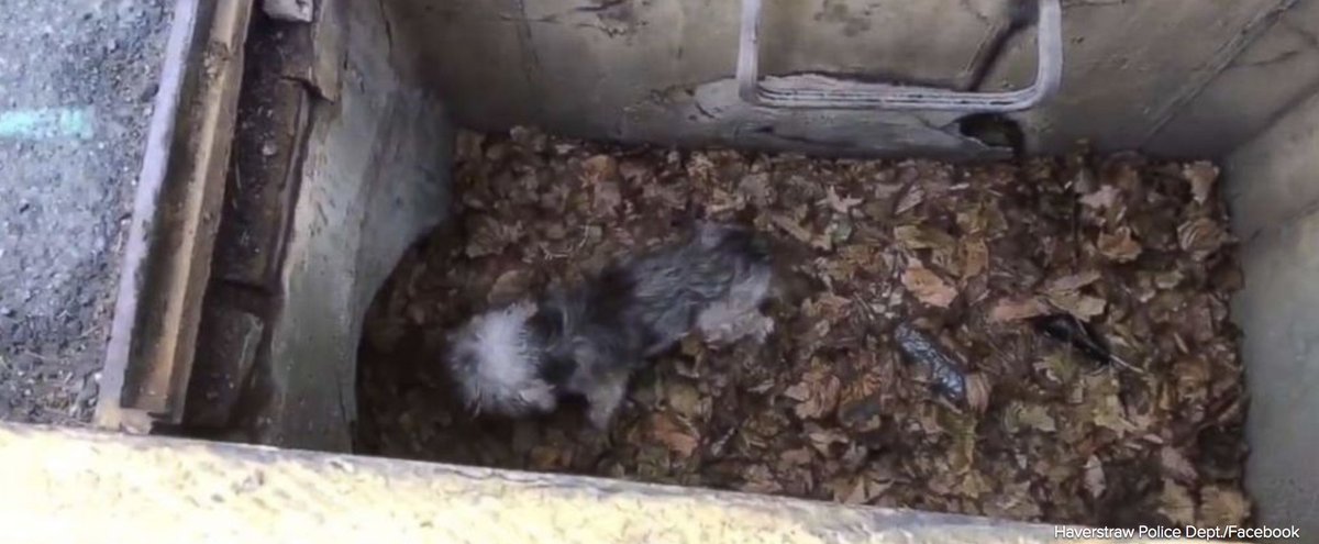 Dog named Toto rescued from storm drain after being missing for 3 days.  abcn.ws/2RnsKSY