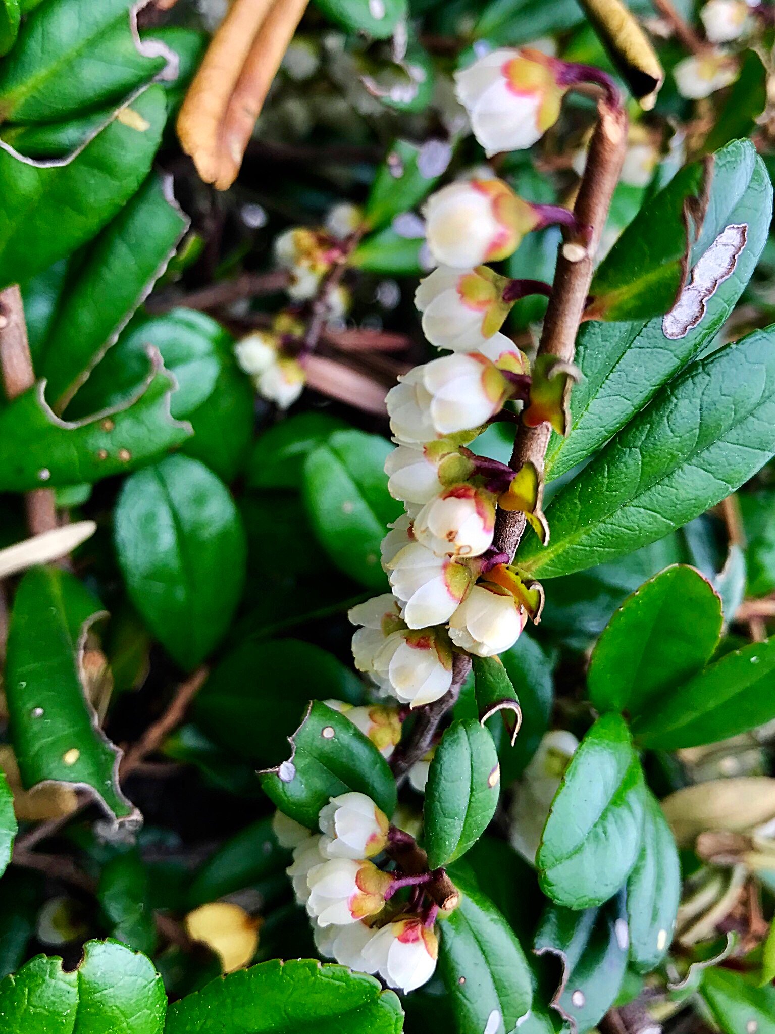 Cloudsailor 星羅の一日一花 ハマヒサカキ 浜姫榊 別名イソシバ 花 径5mm程 白い五枚の花弁はツボ状に寄り添う 海岸林に一般的な小高木 潮風や乾燥に強い ヒサカキのようにサカキの代用としない モッコク科ヒサカキ属 千葉以南 朝鮮半島南部 中国 Cloudsailor 星羅の一日一花 ハマヒサカキ 浜姫榊 別名イソシバ 花 径5mm程 白い五枚の花弁はツボ状に寄り添う 海岸林に一般的な小高木 潮風や乾燥に強い ヒサカキのようにサカキの代用としない モッコク科ヒサカキ属 千葉以南 朝鮮半島南部 中国