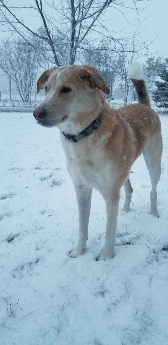 auggie_the's tweet photo. Wow. My mom snapped a real cute pic of me. https://t.co/gmIqTy0Pea