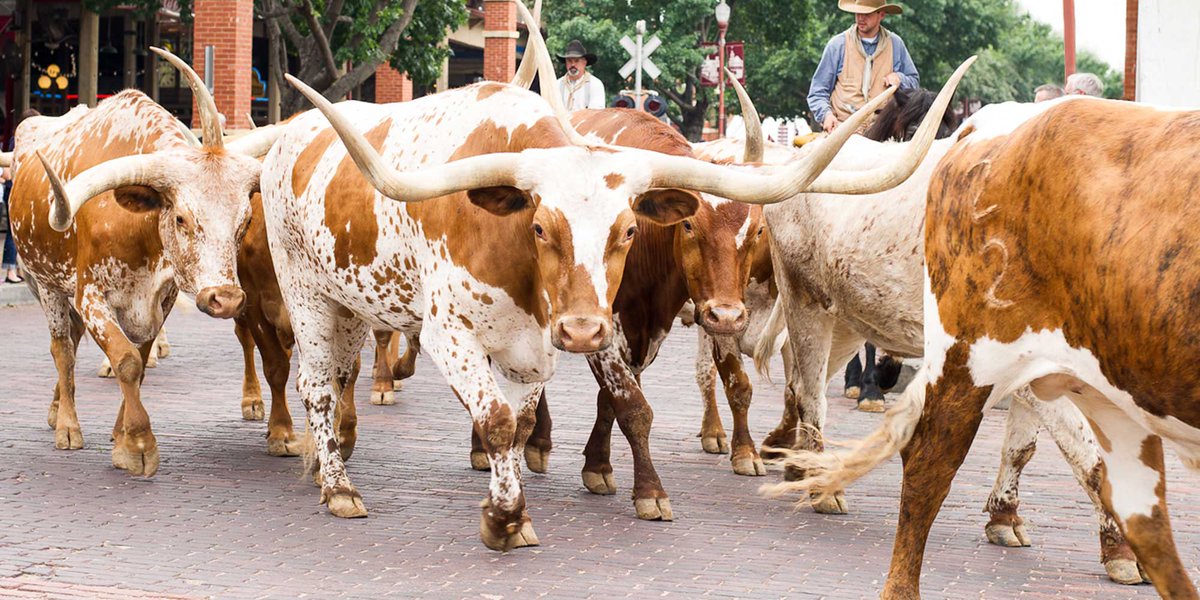 BarronsMedicalJ's tweet photo. @TexasFootball Thanks #WHotel #Dallas
Awesome Time #BMJSports
So Pround Of The #LongHornsFootball

#Aggies #UT In A #BowlGame
#ESPN
#Texas #Longhorn #GameDay2018 
@Big12Conference
 
#Hookem 
#And BMJSports #Austin
#BeeCave #RoundRock
#GeorgeTown #SBNation
#CBSSports
#BamaGameday Let’s Go
#BAMA https://t.co/PmmJL6Y2qO