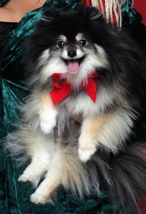 The_Prince_P's tweet photo. It’s December 1st!!!! Can’t wait to share our family Xmas portrait with all of you!!! Who else loves this time of the year???? #Xmas #PrincePresley #TheImpacts https://t.co/NPZp7BgeJi