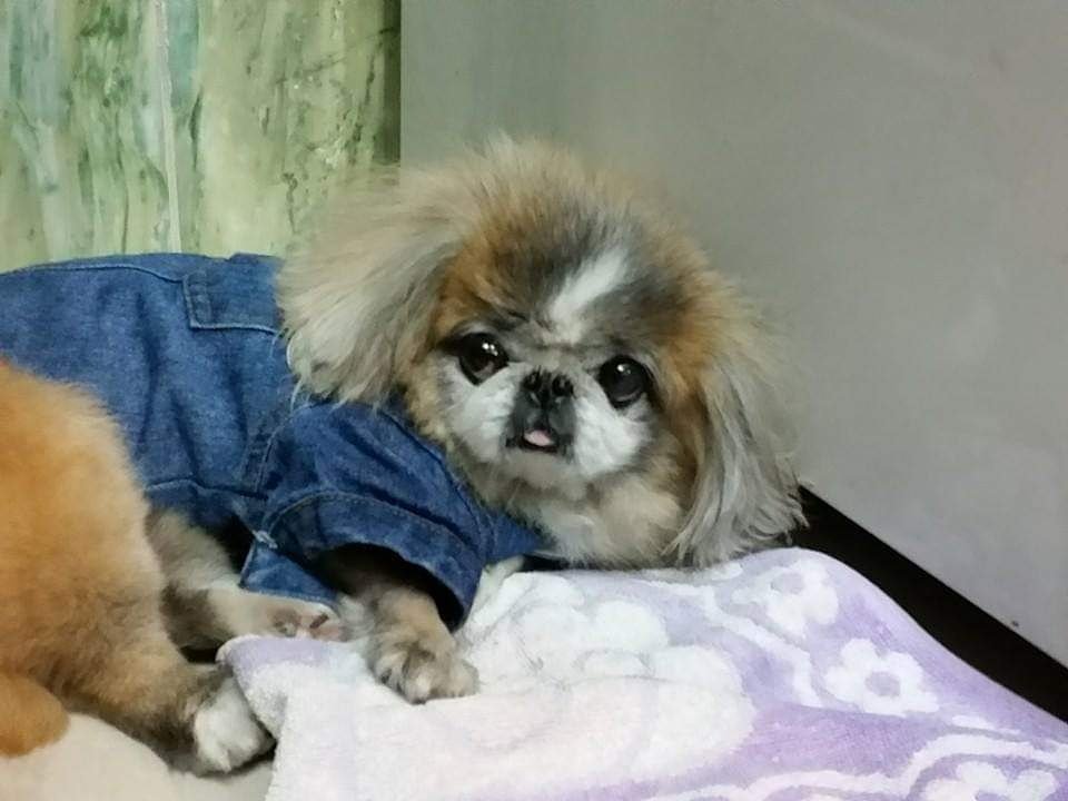 angeljuly26's tweet image. #4yearsago❤️ #shuttersound #wakeup #stares #angelpuppy