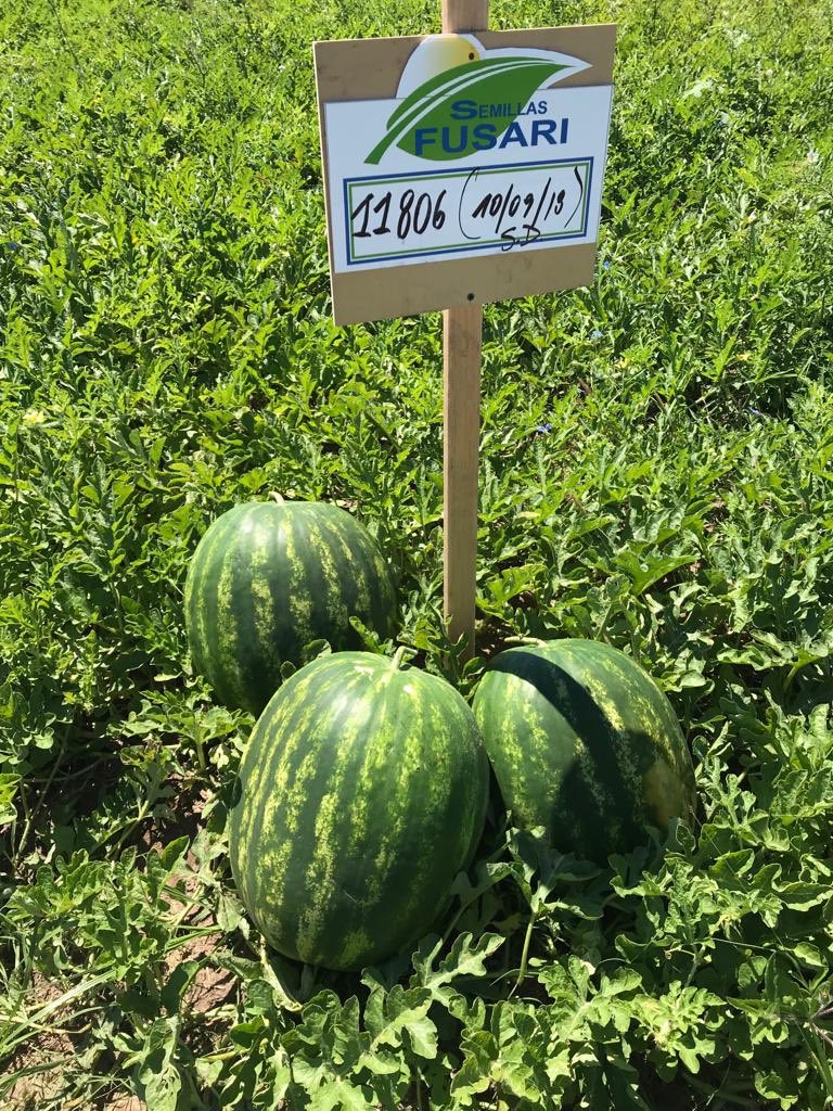 semillasfusari's tweet photo. Sandía 11806 #OriGeneSeeds #semillasfusari https://t.co/xY6YRmsj0g