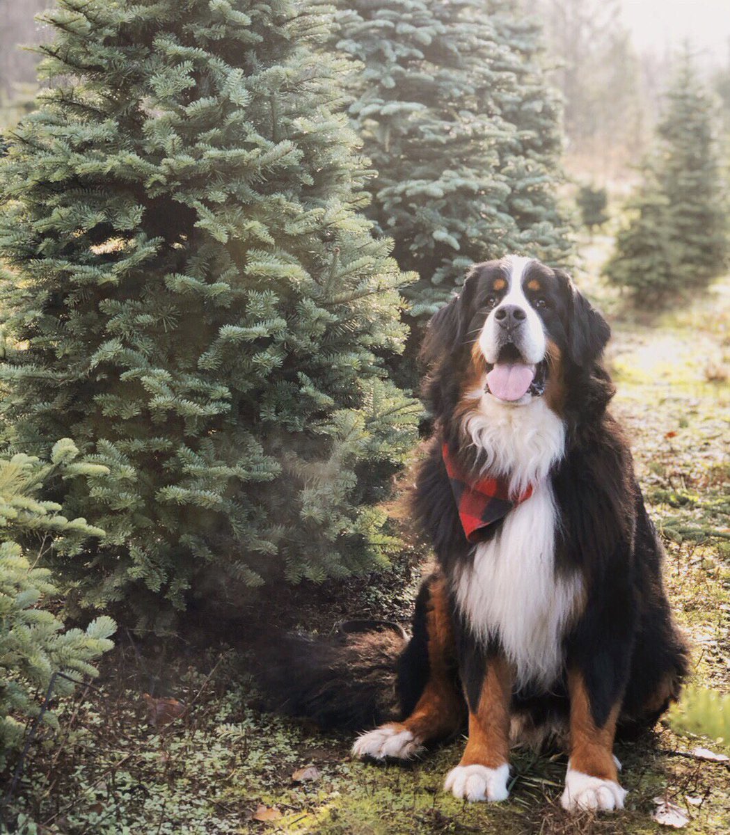 How about dis tree? Shall I mark it for you so no one else takes it? 🌲 #pnwonderdogs #pnwonderland #christmastreehunting #LangleyFresh #outdoorvancouver #bernesemountaindog #dogsoftwitter

📸 instagram.com/webers.world