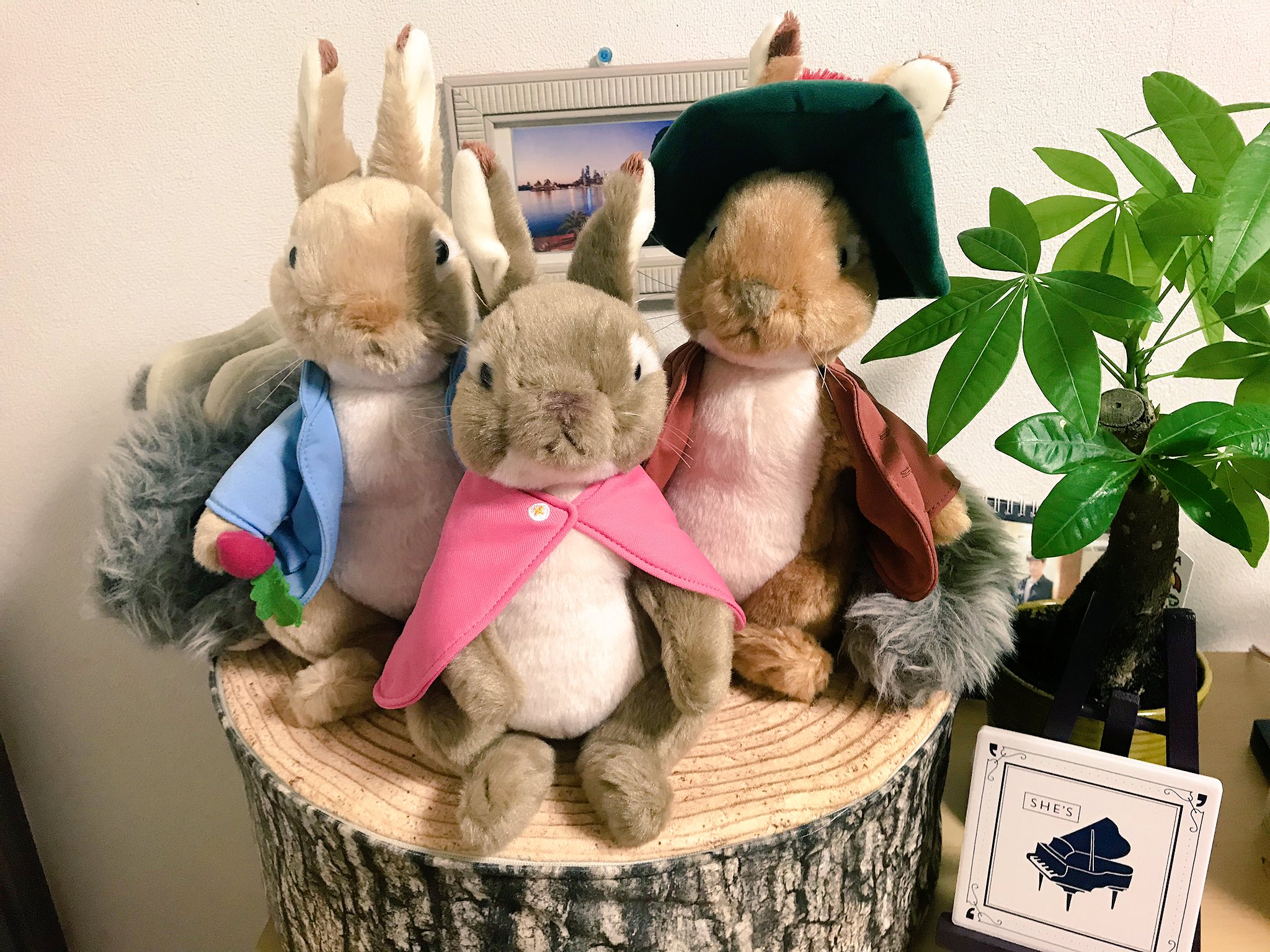 まゆ ᴗ イオンでシールを集めてピーターラビットのぬいぐるみを購入 3体揃うと可愛いな W T Co Nauizu7cyv Twitter