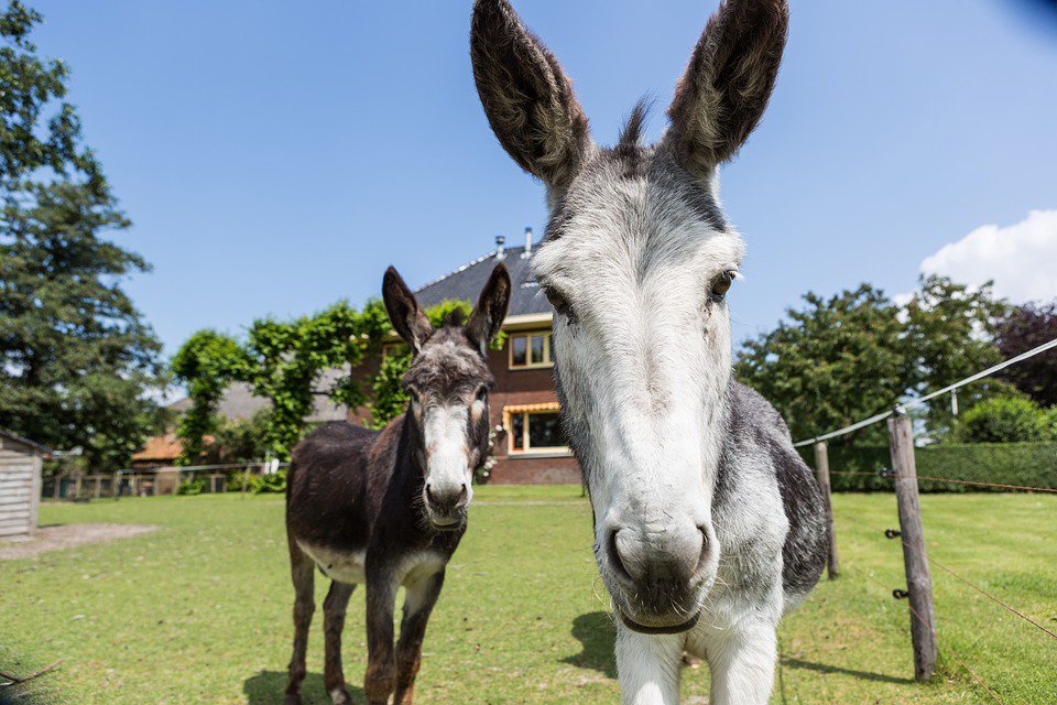 elvaquerourbano's tweet image. De Vaqueros…
#Botas #Sombreros #Mulas #MiMundo #Caballos
