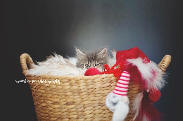 Christmas? No thanks. ift.tt/2rf2zm1