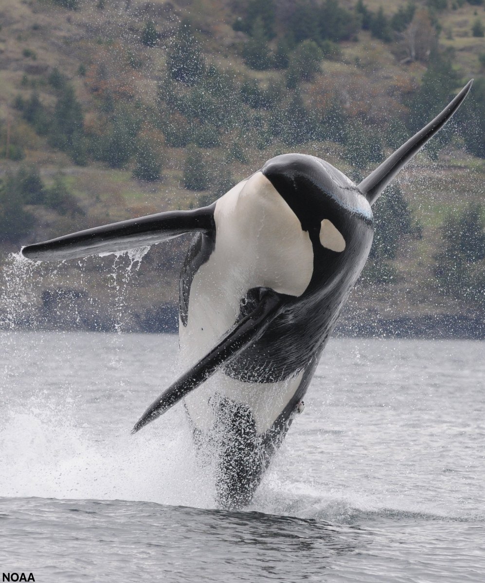 oceana's tweet photo. Southern Resident Orcas are on the brink of extinction. Only 74 individuals remain, and nearly 70% of pregnancies end in miscarriage. 

Add your name now to help #StopExtinction:  https://t.co/kTRrBwYKSB https://t.co/TiMoVb1TbP