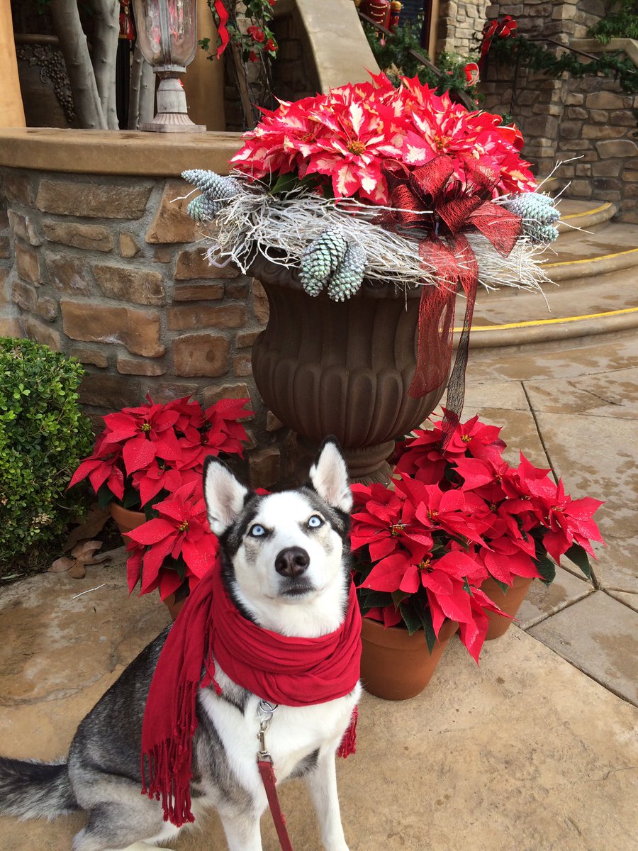 L .A. School for Dogs tweet media