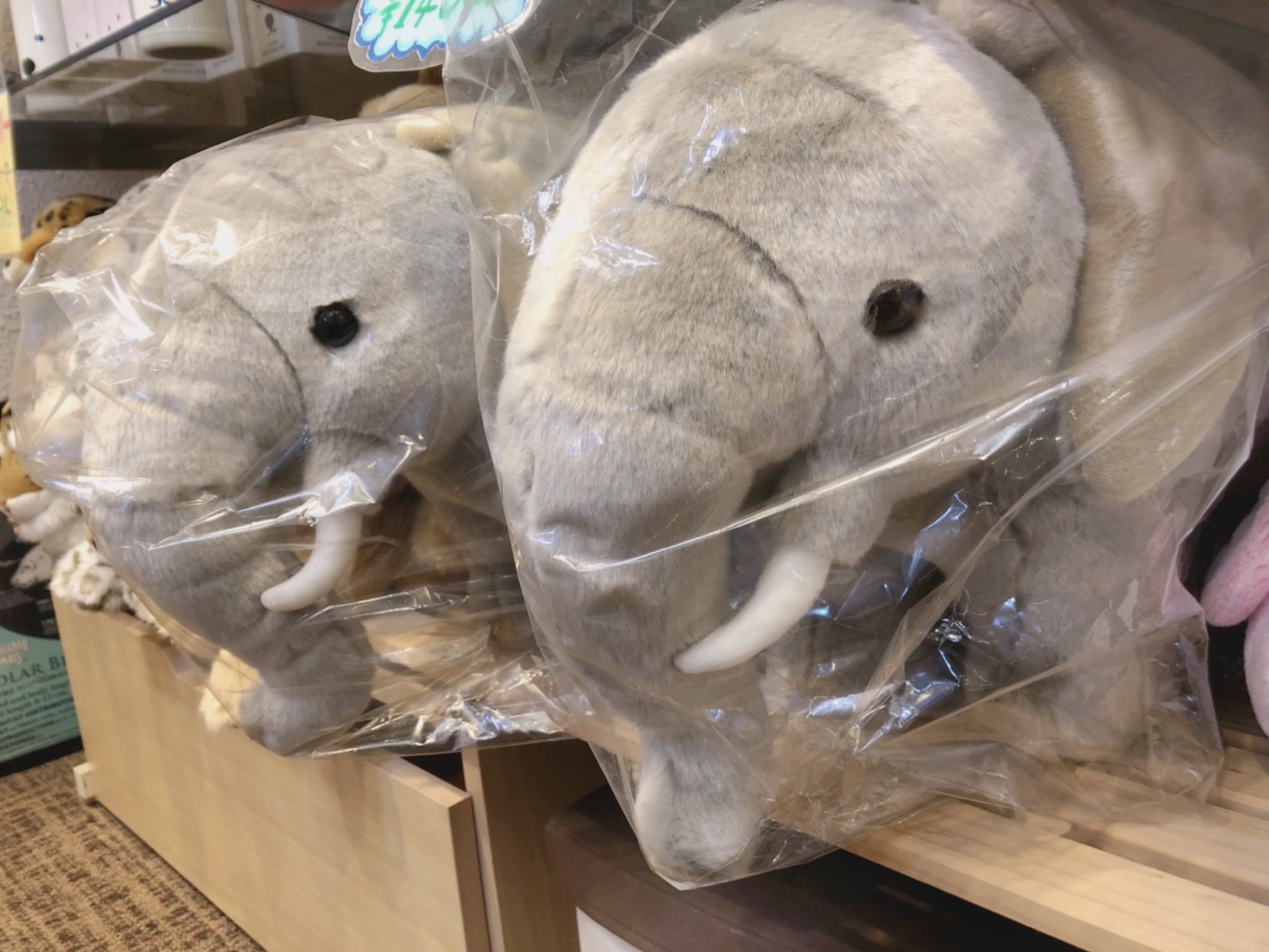 円山動物園オフィシャルショップ こんにちは ついにゾウさんがやってきましたね 一般公開はまだ先です 会えるのが楽しみですね オフィシャルショップでは抱きかかえるのが大変なくらい大きなぬいぐるみから片手で持てるサイズのもの リアルなシワが