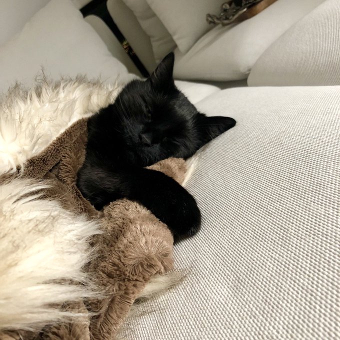 I don&rsquo;t know how he tucked himself in all on his on but I have the cutest cat on the planet! https://t<a href="/tag/costarica"class="tags"><span>#costarica</span></a><a href="/tag/mfc"class="tags"><span>#mfc</span></a>
