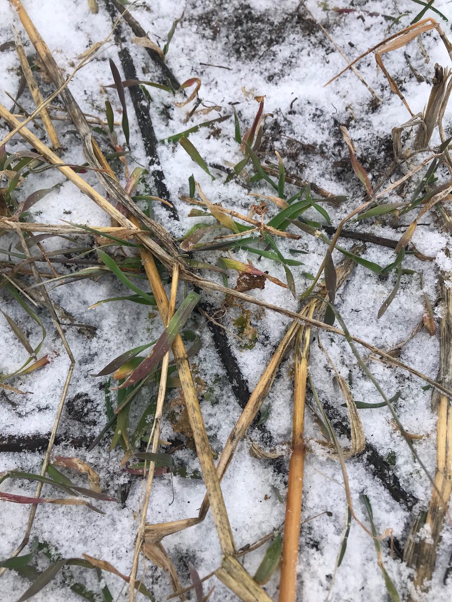 BioAgNeal's tweet image. Is it possible to still be fixing carbon?  This is cereal rye seeded mid Sept under 3 inches of snow
