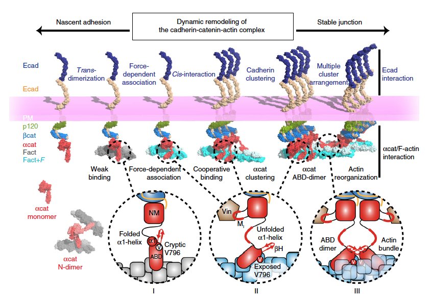 How does a-catenin interact with actin? Great new paper from Noboru Ishiyama and Mitsu Ikura with some help from us and others. "Force-dependent allostery of the α-catenin actin-binding domain controls adherens junction dynamics and functions" disq.us/t/3930143