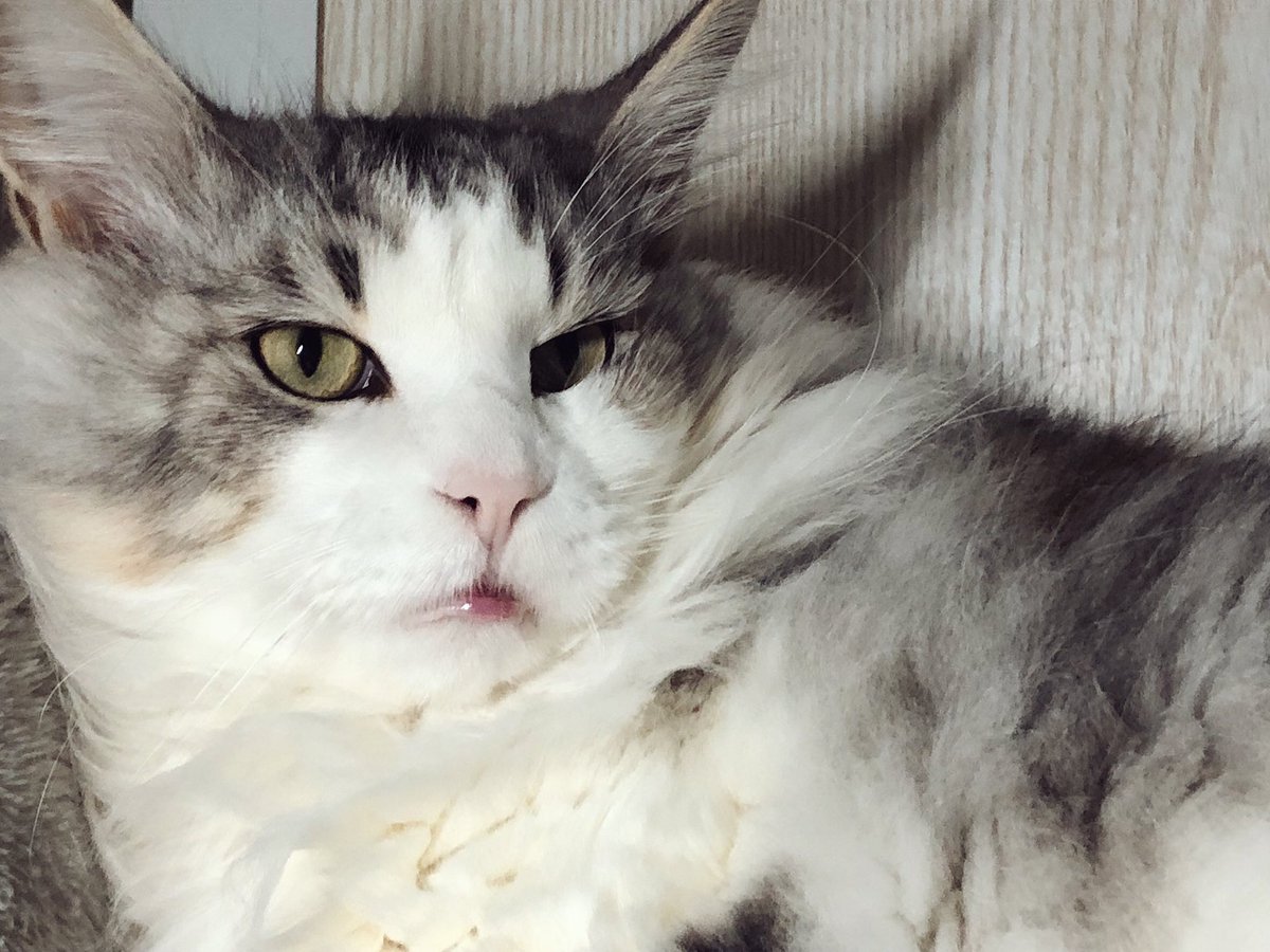 猫の寝ぼけ顔