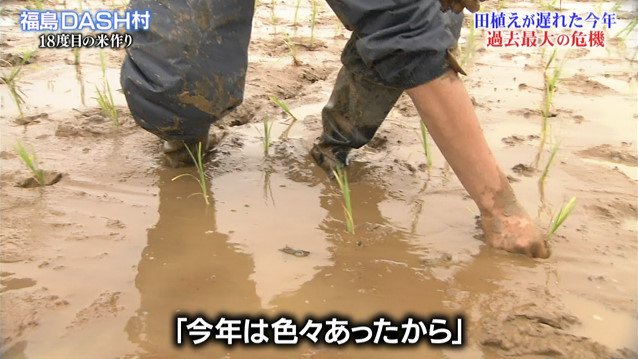 Tokioの米作り過去最大の危機 田植えの遅れ 酷暑 水不足 台風を乗り越え迎えた稲刈りとお米マイスターの評価は 鉄腕dash Togetter