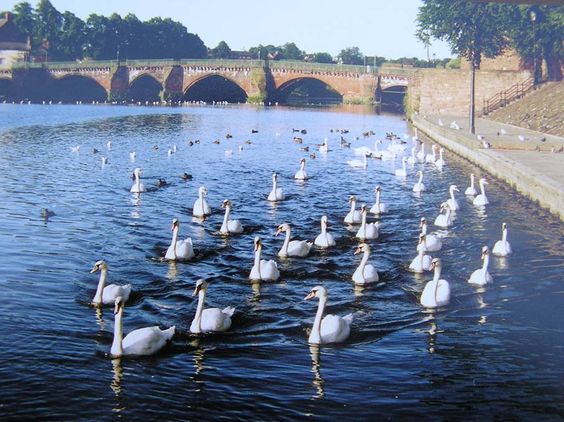 A perfect day to #swan around #Chester
#riverdee #everythingchester #everychester