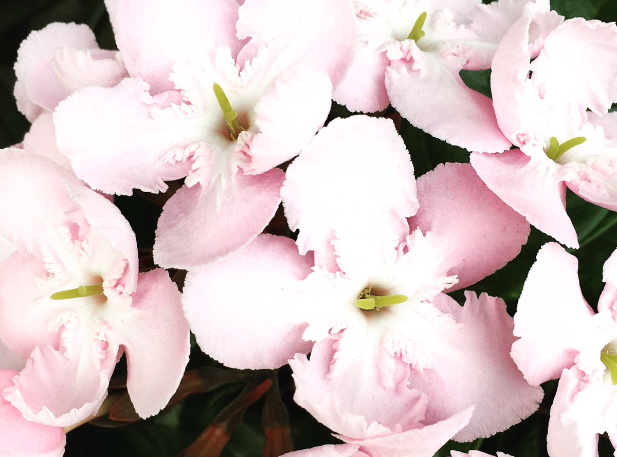 桜に似た花 Twitter Search