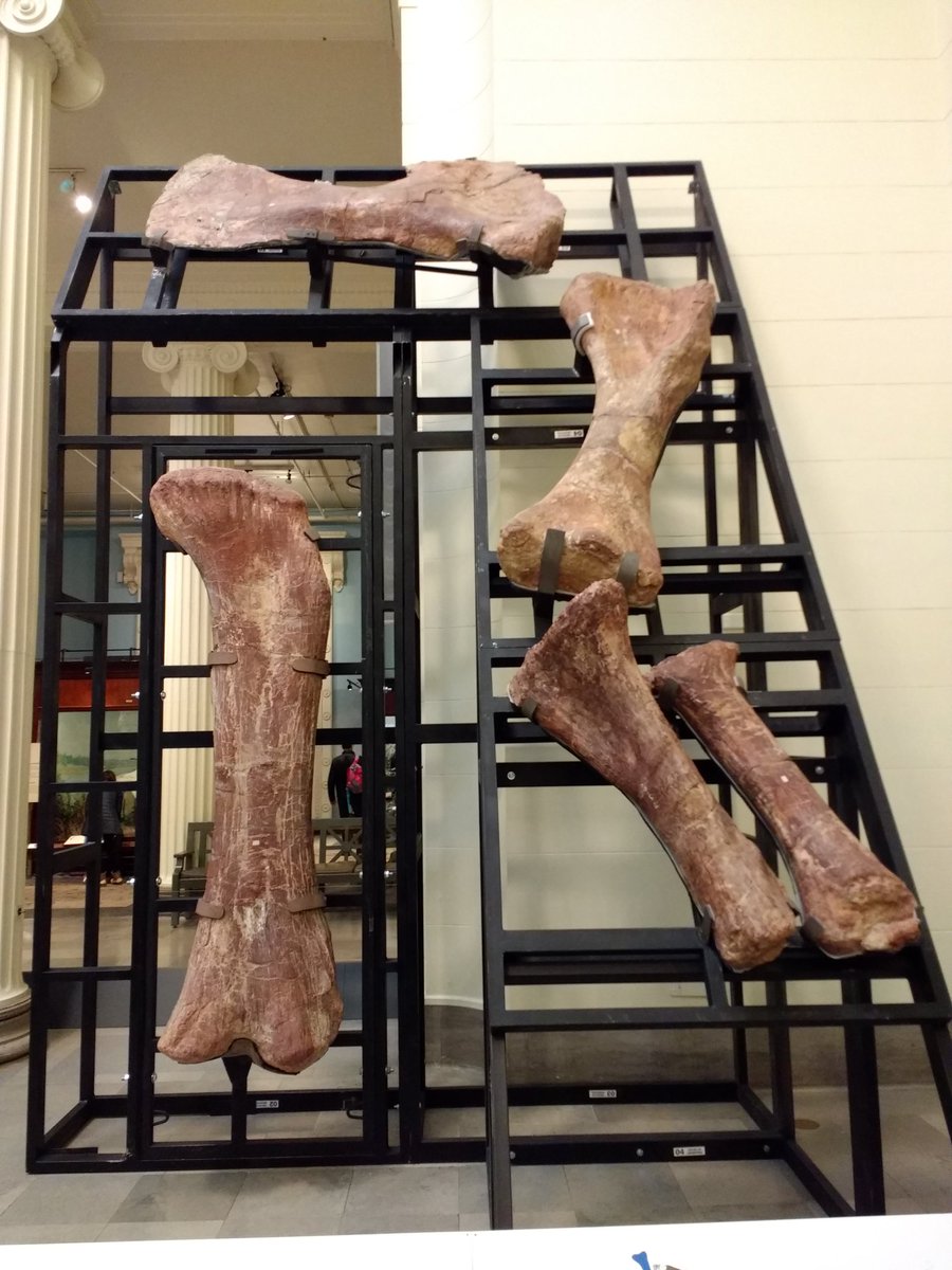 devzillasaurus's tweet photo. Meeting Maximo for the first time at the @FieldMuseum! #meetmaximo #thefieldmuseum https://t.co/TtXBwuXl5k
