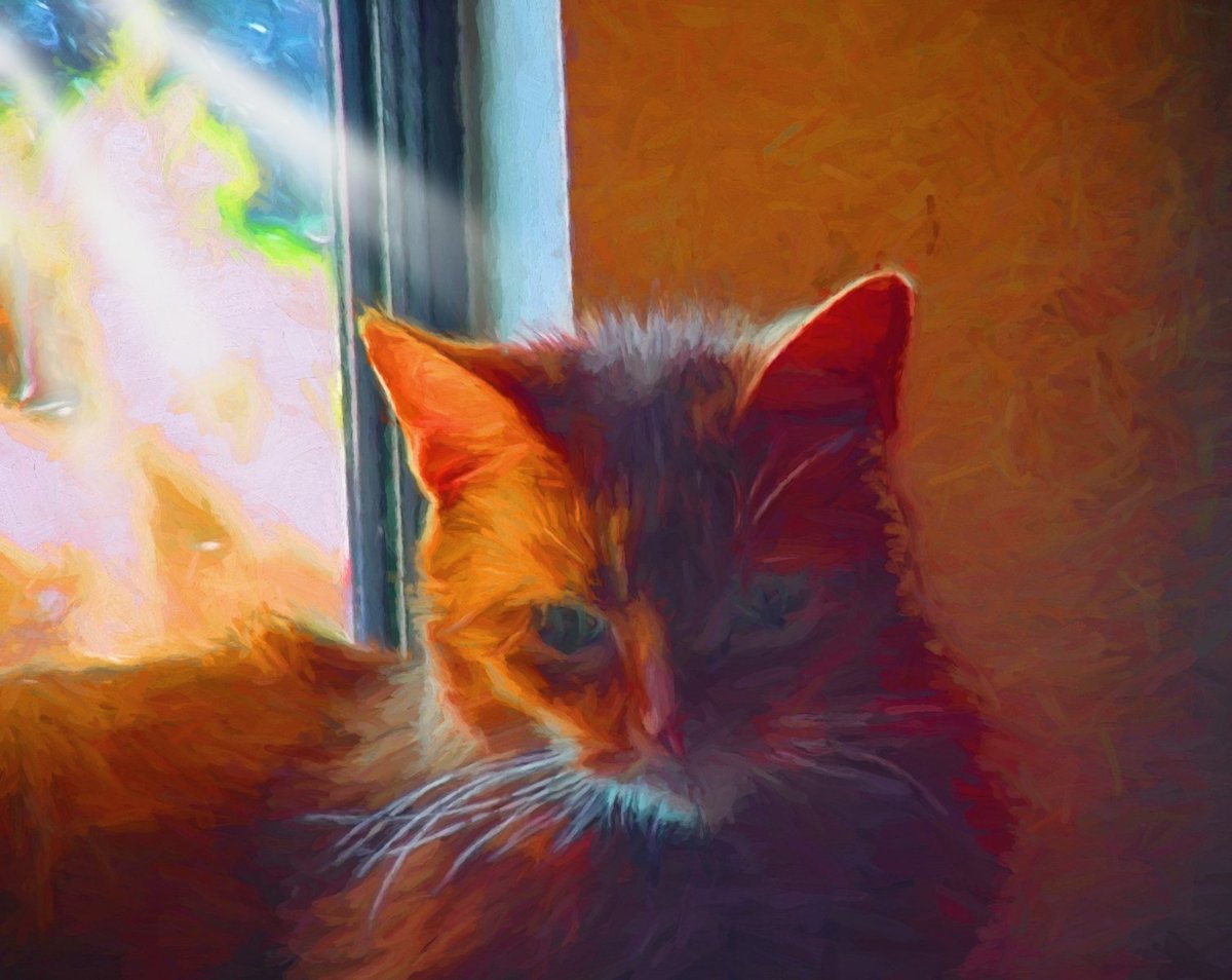 FotobyRudy's tweet photo. Playing with a new special effects photo editor called GRFX Studio Pro. It is really easy to use and has some nice options. Fun for #Caturday #GRFXPro https://t.co/WtUFqJvcGn