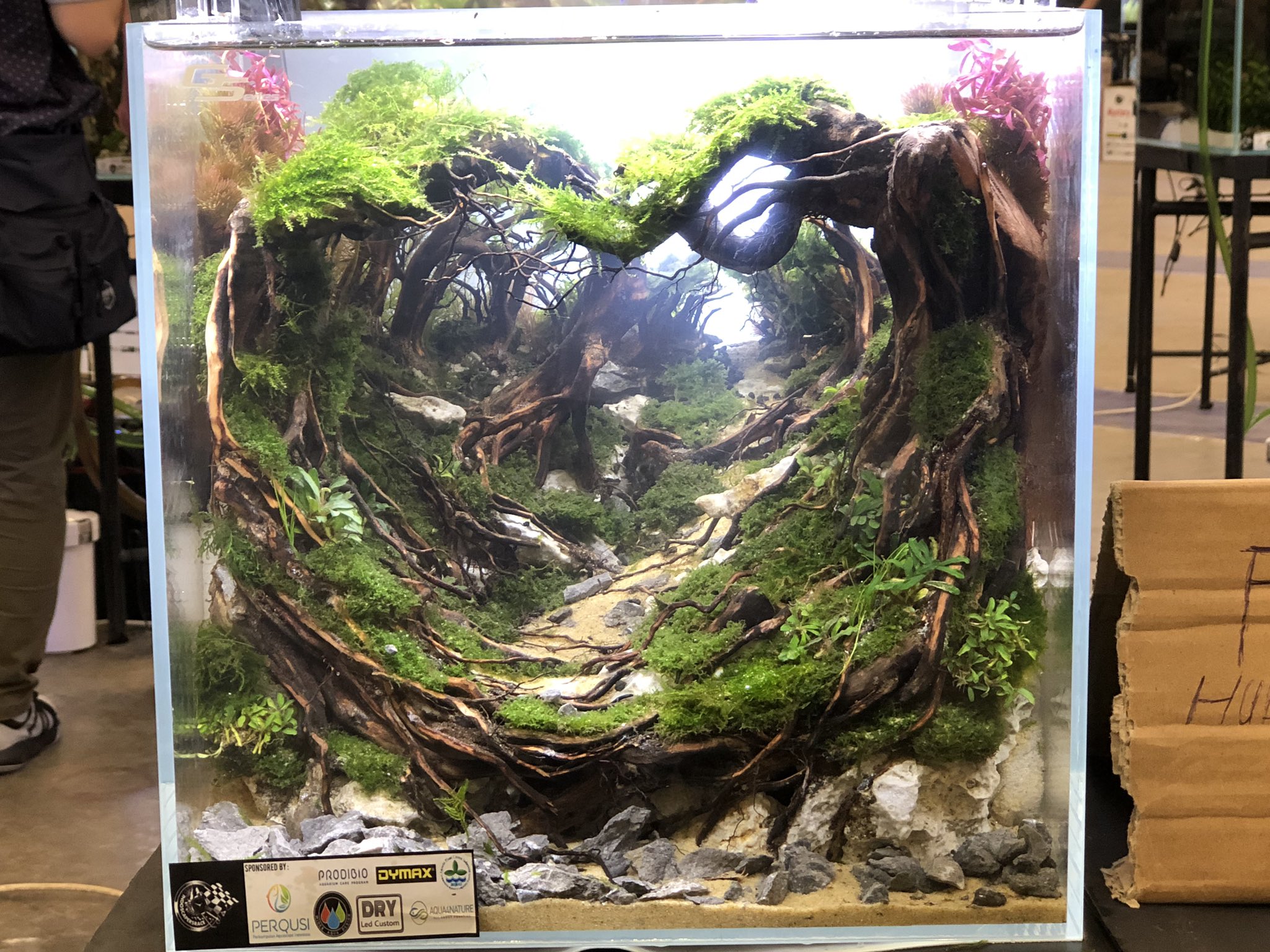 Lotus Betta Pa Twitter レイコン会場凄い 綺麗 ﾟdﾟ 面白い インドネシアレイアウトコンテスト 水草レイアウト