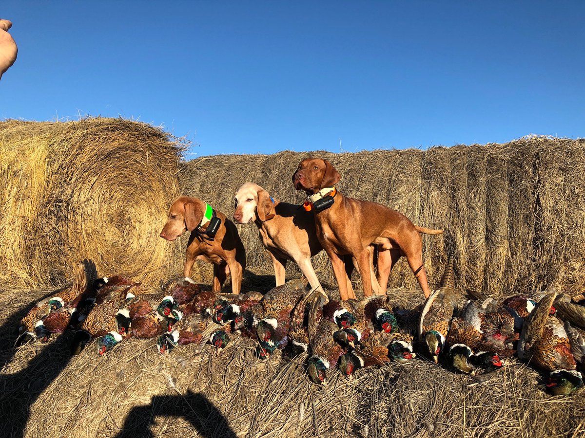sabath_r's tweet photo. Super dogs! #pheasants#South Dakota https://t.co/jHC23xysO3