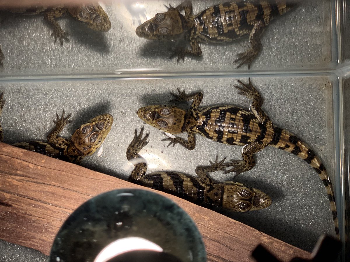 高松雪乃 ゆきのん メガネカイマンの赤ちゃんが展示されました 大人は寝てます メガネカイマン ワニ 爬虫類 はちゅドル Spectacledcaiman Caiman Caimancrocodilus 高松雪乃 ゆきのん メガネカイマンの赤ちゃんが展示されました 大人は寝てます メガネカイマン ワニ 爬虫類 はちゅドル Spectacledcaiman Caiman Caimancrocodilus