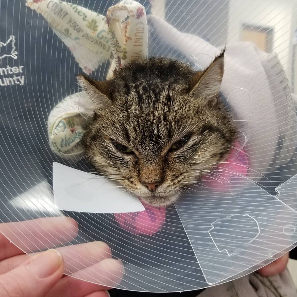 Jasamsdestiny's tweet photo. Wine Country Animal Lovers
Call/text Pam at 707-888-9196
#Cat008 / CC-145
Female tabby with an off white chin, green eyes
2+ years old, no microchip
https://t.co/C2mECdkwDF
#paradisefire #CampFirePets #lostpets #CampFire #ParadiseCA #CampFireParadise #ButteCounty #Magalia https://t.co/MMFPyCfAqD