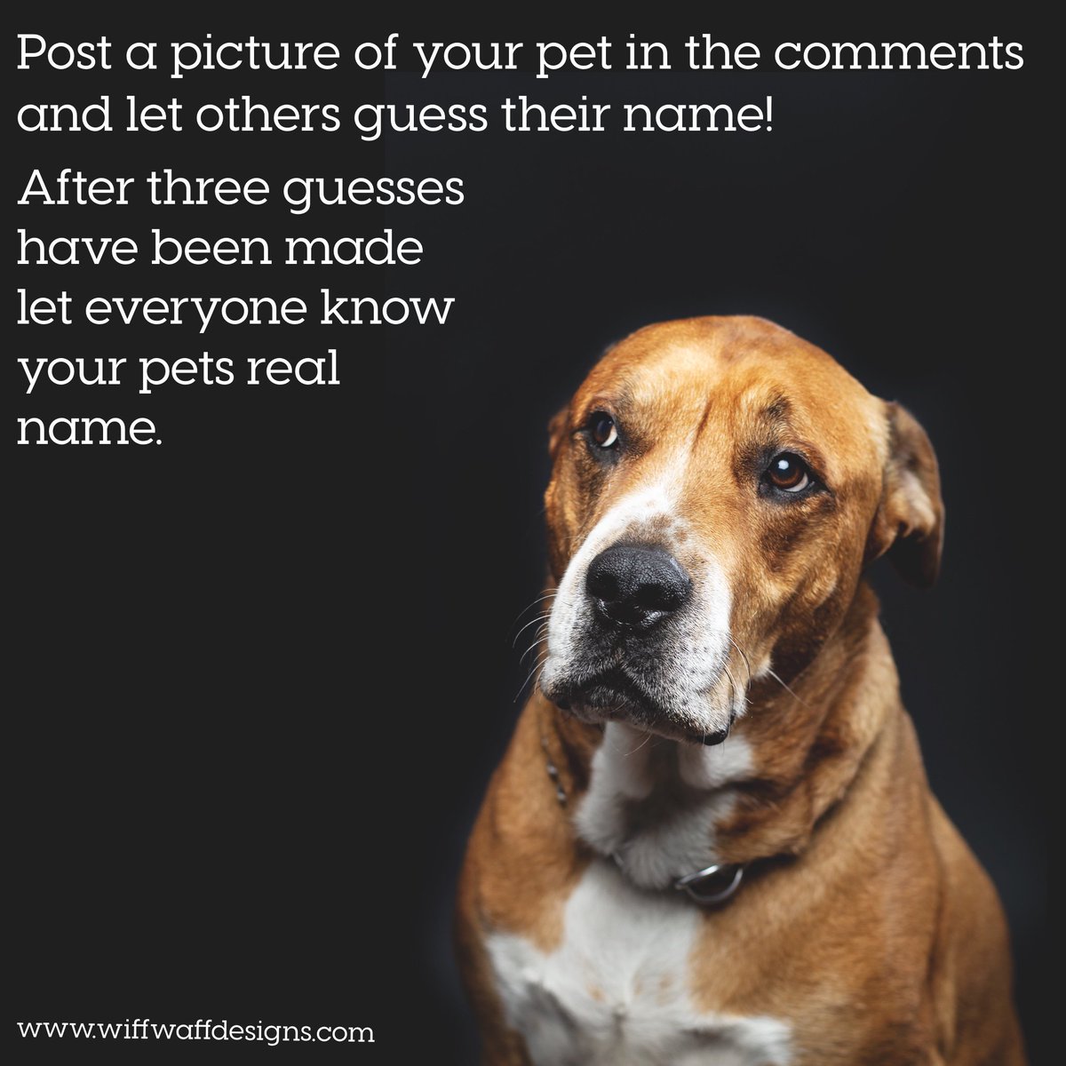 Wiff Waff Designs (@wiffwaffdesigns) on Twitter photo 