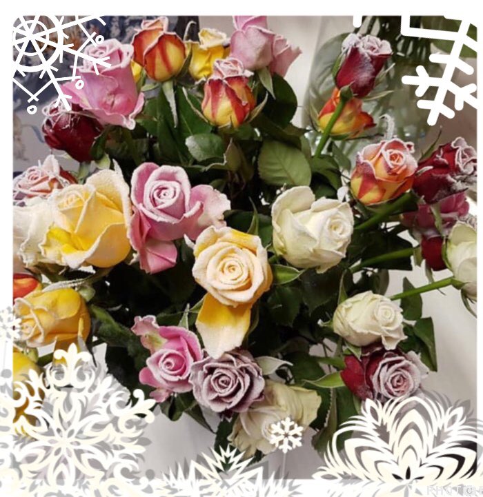 Snowtimes ⁦<a href="/HollaRoses/">Holla Roses</a>⁩