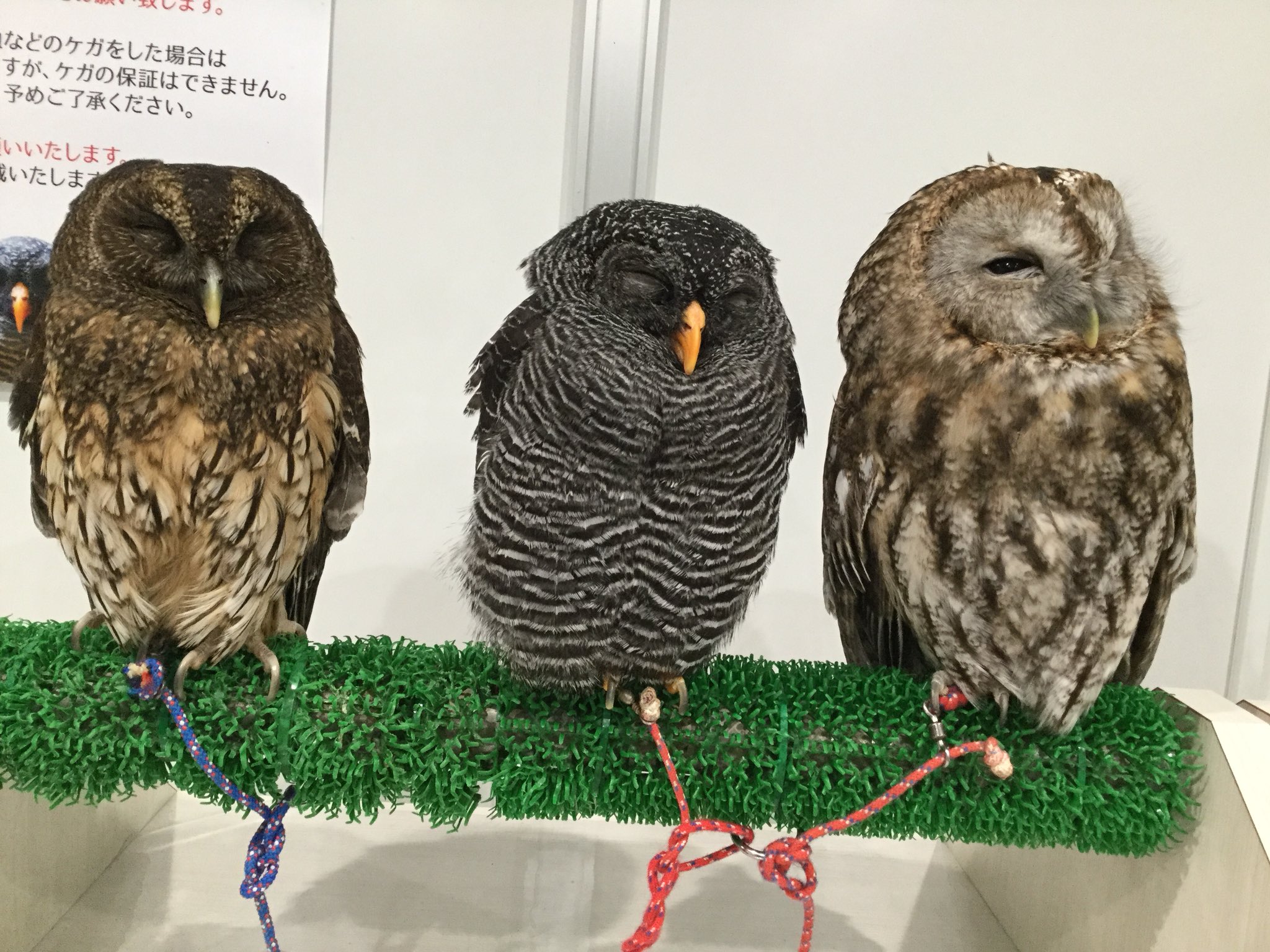 アニマルルームいけもふ フクロウルームでは 土日祝17 30 18 30にフクロウへのご飯体験できます 是非お帰りの際にお越しください いけもふ ふくろう 池袋 ふくろうカフェ Cute Owl Animal デートスポット デート カップル 癒し ふれあい アニマルルームいけもふ フクロウルームでは 土日祝17 30 18 30にフクロウへのご飯体験できます 是非お帰りの際にお越しください いけもふ ふくろう 池袋 ふくろうカフェ Cute Owl Animal デートスポット デート カップル 癒し ふれあい