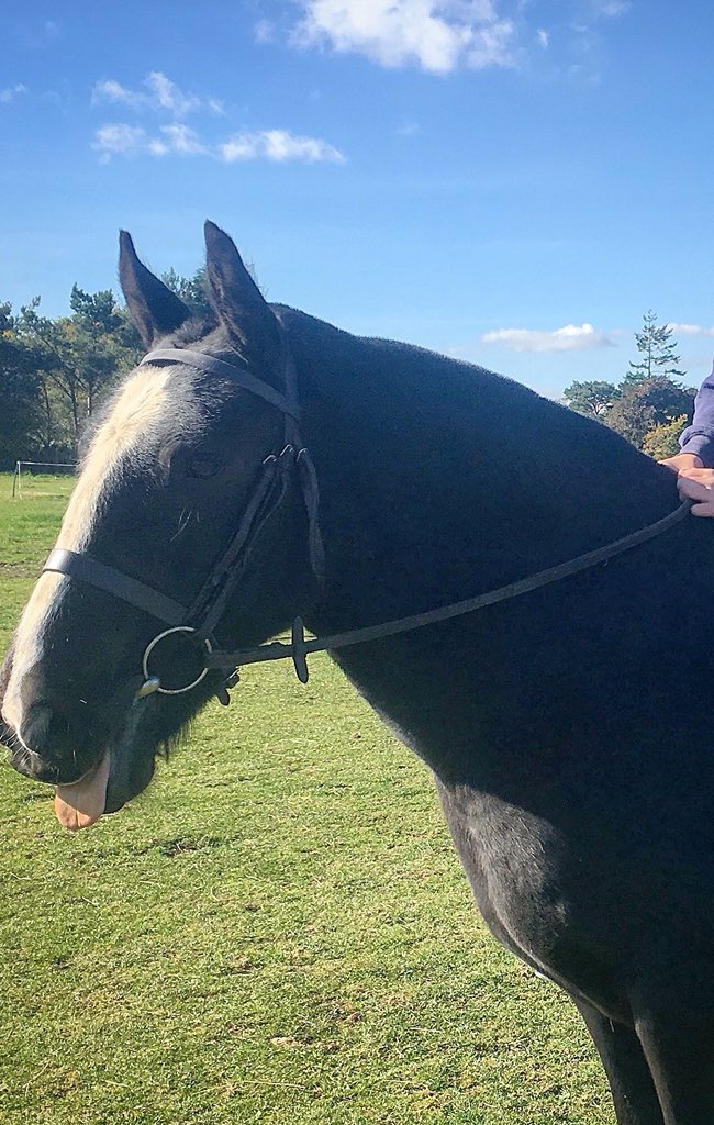 dee130882's tweet photo. So proud our little Billy is joining @PegasusCentre he’s going to make so many children as happy as he has made mine happy knowing he’s in the best hands 💕 https://t.co/gtW0TZt4Bm