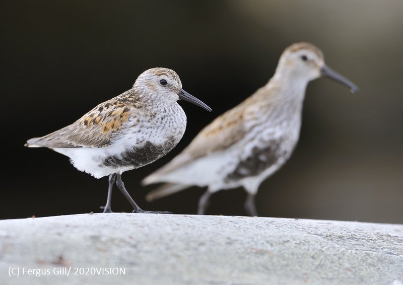 Every winter we are joined by 1.5m lapwing from northern Europe, half a million Dunlin from Scandinavia &amp; 300,000 Knot from Canada #LoveWildlife