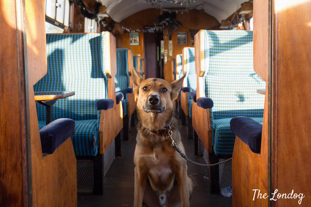 TheLondog's tweet photo. Adventures on board #dogfriendly Epping-Ongar historical railway | On the #BLOG : https://t.co/PrNuyBEe5c
๐๐๐ #eppingongarrailway #thingstodowithyourdog #dogsoflondon #dogblog #dogs #dogadventures https://t.co/qz0APnZKYo