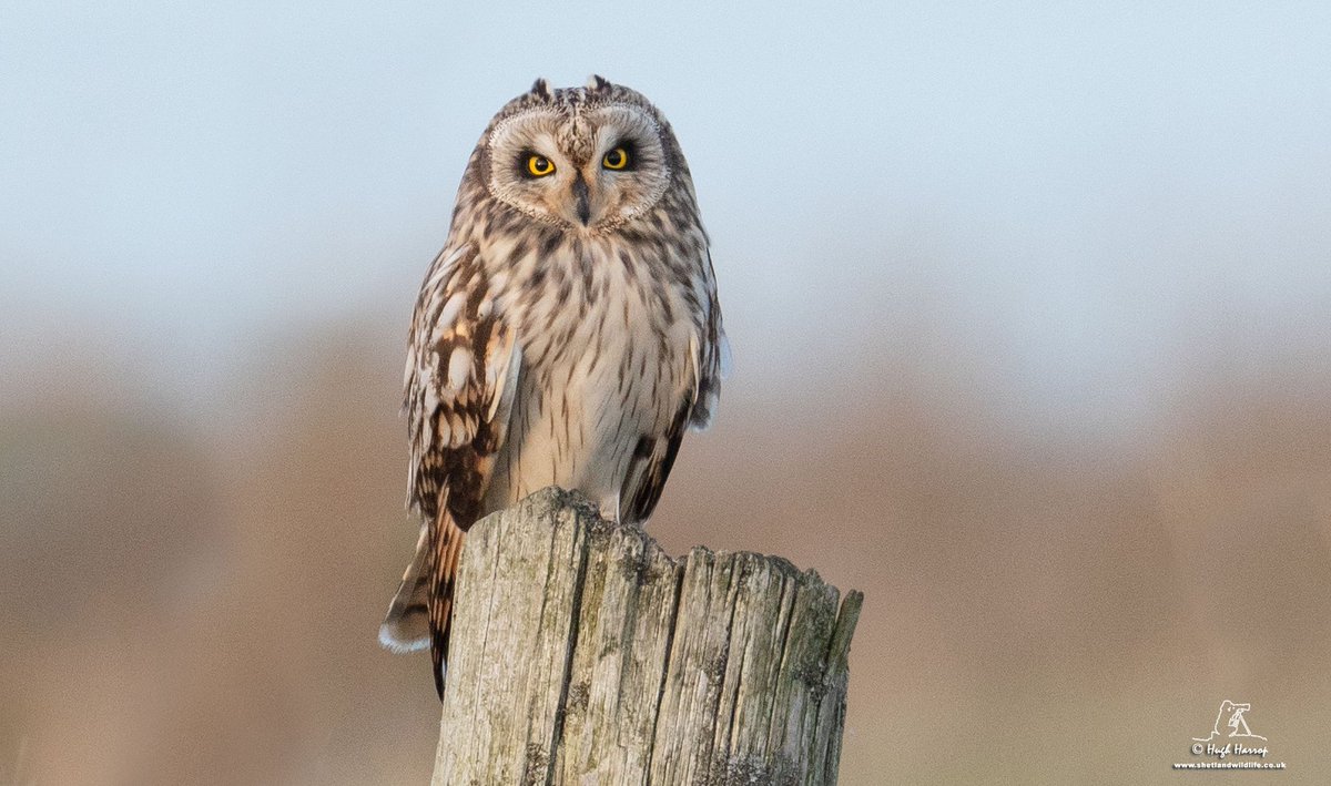 Shetland Wildlife (@shetlandwild) on Twitter photo Thanks November 2018 - you were brilliant! Just a few of the many highlights enjoyed last month by <a href="/ShetlandWild/">Shetland Wildlife</a> guests and guides. Thanks November 2018 - you were brilliant! Just a few of the many highlights enjoyed last month by <a href="/ShetlandWild/">Shetland Wildlife</a> guests and guides.