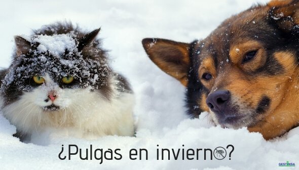 AGestinsa's tweet photo. ¿Desaparecen las pulgas en invierno? Con la llegada del frío, se tiende a pensar que las pulgas desaparecen, pero la realidad es totalmente diferente...👉 https://t.co/LZtvjTQmid 👈 #controldeplagas https://t.co/MTjQTypkmT