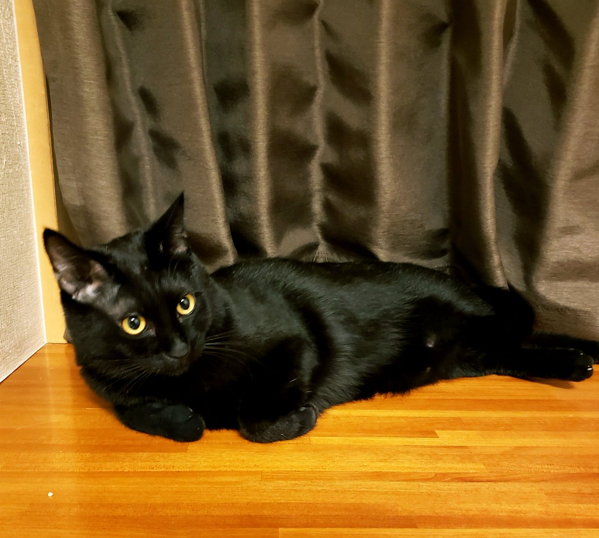 黒猫は可愛い
