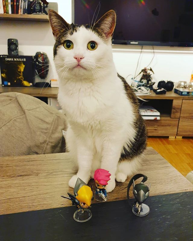 cazumi89's tweet photo. Road back to plat playing overwatch today :). https://t.co/WAlk8MOqoa

#overwatchplays #overwatch #overwatchstreaming #overwatchcompetitve #overwatchstream #streaming #streamer #stream #streamontwitch #twitch #twitchstream #streamingonline #game #gamerg… https://t.co/hp2RPUh6P4 https://t.co/SW21Z9AyGO